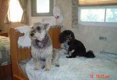 Maxwell and Bailey in RV